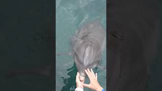 Dolphins do not have vocal cords [upl. by Boorman694]