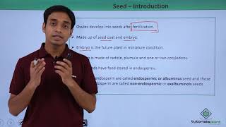 Class 11th – Seed – Introduction  Morphology of Flowering Plants  Tutorials Point [upl. by Neraa]