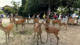 Japan Kansai Nara Park Deer Red Bean Matcha Ice Cream Traditional Pancake Chocolate Coffee [upl. by Anoj]