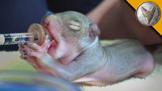 Baby Squirrel Feeding Frenzy [upl. by Ilarrold]