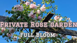 Private Rose Garden in Full Bloom  June Ep 3 David Austin and more [upl. by Ahsitak]