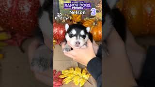 Meet Nelson the 3 week old pomsky puppy 🥰🥰 pomskies puppy pomskynation [upl. by Rusel]