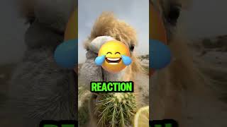 A Camel a Cactus and a Lemon… Try Not to Laugh😂 [upl. by Davine]