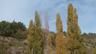 Le peuplier dItalie un arbre dornement [upl. by Einreb]