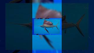 Sailfish The Rocket of the Ocean Reaching Speeds Up to 109 kmhSailfish FastestFish [upl. by Aerbma10]