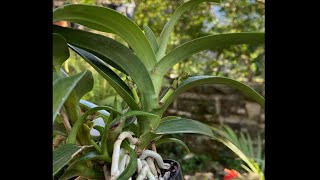 2433 第五種澳洲本土蘭 肉唇蘭 Australian native orchid sarcochilus [upl. by Charissa]