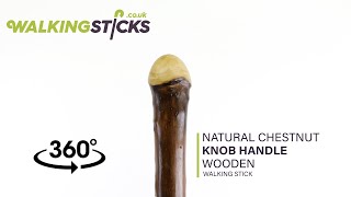 Natural Chestnut Knob Handle Wooden Walking Stick [upl. by Anesor15]