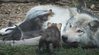 Loving Wolf Patiently Cares for Her 4WeekOld Wolf Pup Siblings [upl. by Pul966]