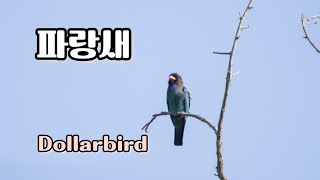 파랑새 Dollarbird  울음소리 [upl. by Ahtanaram]