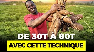 Comment passer de 30T à 80T de manioc grâce à cette technique [upl. by Kavita137]