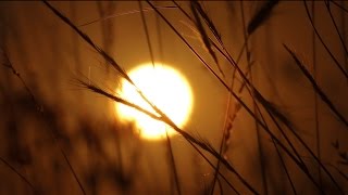 Wild Grass Sunrise Time Lapse  Royalty Free Nature HD Stock Video Footage [upl. by Humble576]