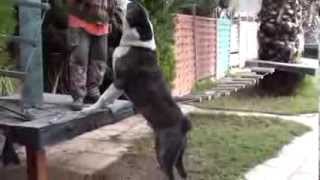 ALABAI MIX KANGAL [upl. by Ydnam]