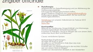 Materia medica von ZA Zingiber officinale  Der Ingwer [upl. by Phil]