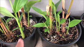 Growing WHITE GINGER LILY  Hedychium Coronarium Part 2 [upl. by Lottie16]