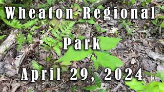 Wheaton Regional Park Healing April 2024 [upl. by Limaa]