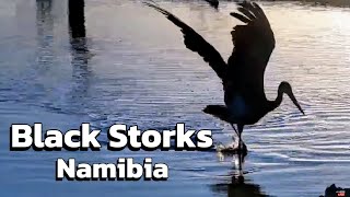 Namibia Safarihoek Live Wildlife Cam Bociany czarne  Black Storks Ciconia nigra 😎 251024 [upl. by Germayne]