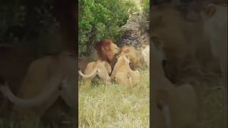 Territoriality Lions are highly territorial and occupy the same area for generations [upl. by Talmud754]