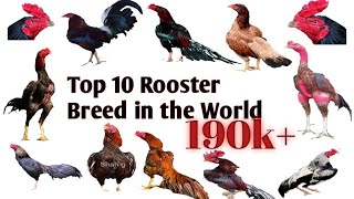 Top 10 Rooster breeds in world [upl. by Adnilreh]