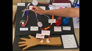 Haemodialysis l Science working model l [upl. by Emmalyn]