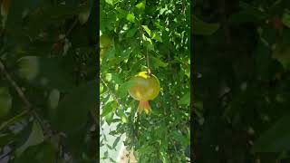 Melograno travel visitsicily automobile sicily nature fruit [upl. by Nylarej]