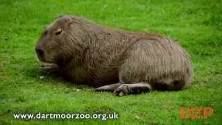 Relaxing with the Capybara [upl. by Cecil]