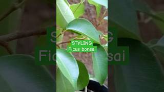 bonsai plants Bonsai Ficus Benjamina How To Grow Care and stylish a ficus tree [upl. by Ludie]