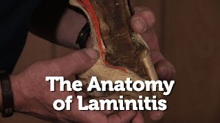 The Anatomy of Laminitis in Horses [upl. by Ecyt]