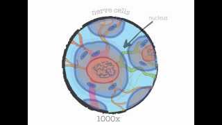 Genetics 101 Part 1 of 5 What are genes [upl. by Randell777]