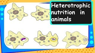 Biology – Heterotrophic Nutrition in Animals  Life Processes  Part 5 – English [upl. by Kifar768]