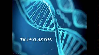 RNAdan Proteine  Translasyon [upl. by Rickard]