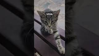 Hombre le cumple el sueño a Gatitos de darle amor y comida [upl. by Ettenahc]