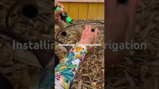 Installing Drip Irrigation Tubing [upl. by Harve]