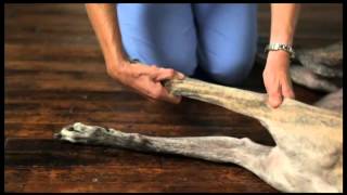 Video 6 Dog Physical Therapy Forelimb Pronation and Supination [upl. by Deacon352]