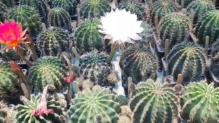 echinopsis cactus lobivia [upl. by Reviere]