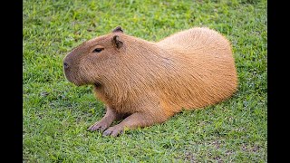 The Capybara [upl. by Barnet]