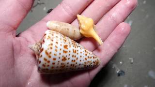 Incredible shelling on Sanibel continues [upl. by Olcott]