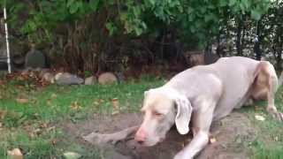 Weimaraner diggin where he shouldnt [upl. by Dorothee]