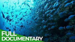 The Big Blue  Ocean Stories from Down Under  Episode 3  Free Documentary Nature [upl. by Sulokcin830]