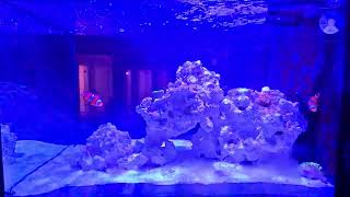 LIVE 135g Nano Reef Tank [upl. by Virnelli]