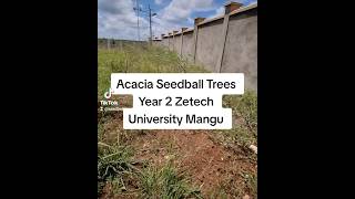 2 year old acacia seedball trees at Zetech Campus Ruiru [upl. by Hbaruas]