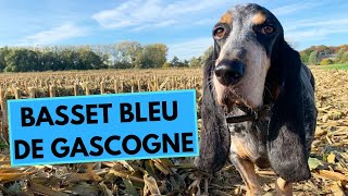 Basset Bleu de Gascogne Dog Breed  Facts and Information [upl. by Hewitt327]