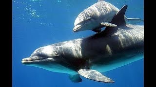 Le chant de dauphins qui jouent avec leur bébé [upl. by Akoek]