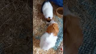 Guinea Pig Treat Scarlet and Mavis approved guineapigs guineapigfun pets cuteanimals [upl. by Isola]