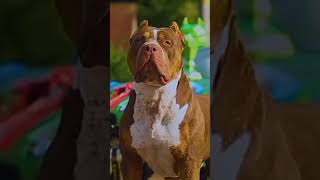 Pit dog animals viral trending short [upl. by Garold]