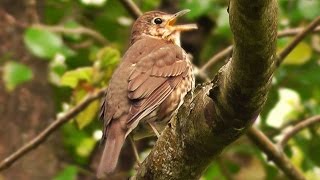 Song Thrush Bird Singing May [upl. by Farlay]