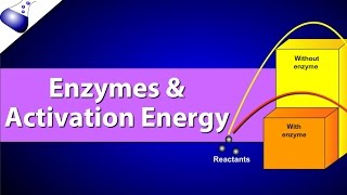 Enzymes and Activation Energy [upl. by Buckley]