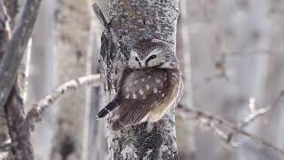 Northern Saw Whet Owl Catches Vole [upl. by Ymassej]