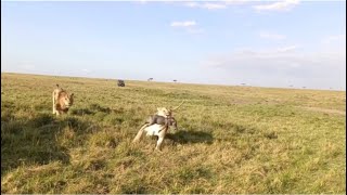 male lion and lionesses fighting over warthog family hunting video [upl. by Nikaniki]