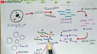 Construction of cDNA library  Synthesis of cDNA  rDNA Technology  Bio science [upl. by Reiss75]