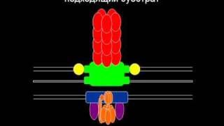 Эволюция бактериального жгутика  Evolution of Flagellum by cdk007 [upl. by Assirroc]